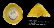 Patella vulgata